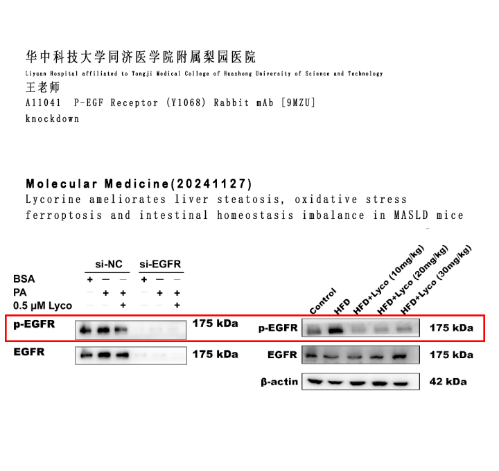 使用Nature Biosciences品牌抗体 Review 持续更新00002